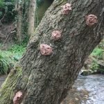 Clay faces in the Dawlish Dawdle